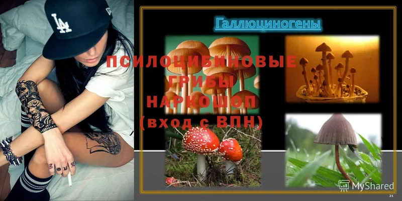 наркота  Кызыл  Псилоцибиновые грибы Magic Shrooms 